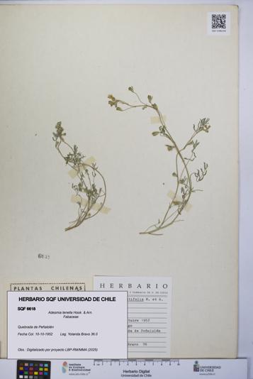 Adesmia tenella [Espécimen: UCH:SQF:0006618]