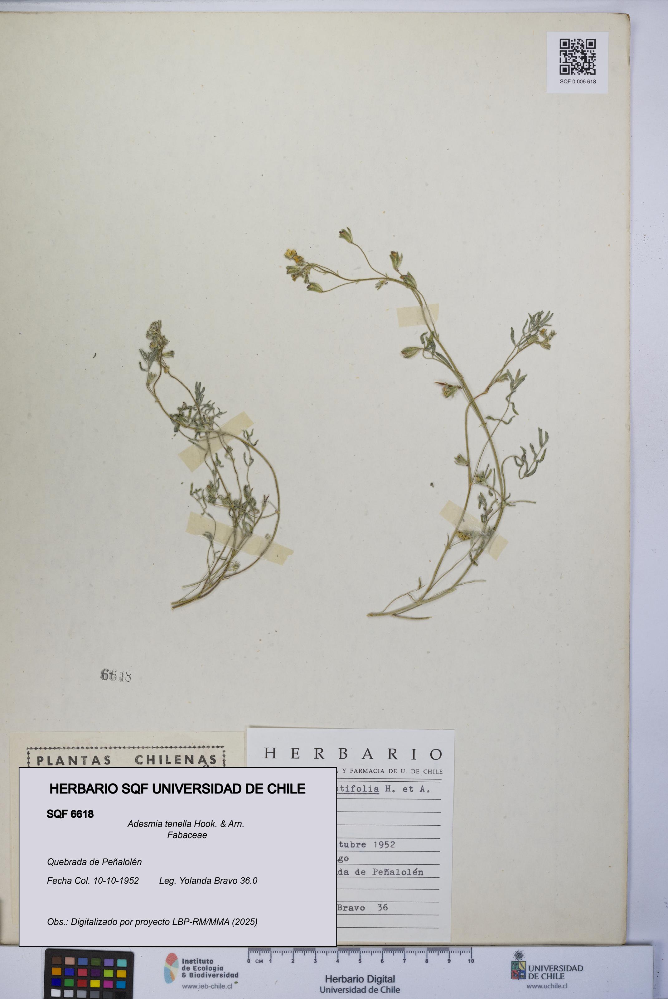 Adesmia tenella [Espécimen: UCH:SQF:0006618]