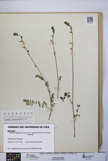 Adesmia papposa var. radicifolia [Espécimen: UCH:SQF:0006619]