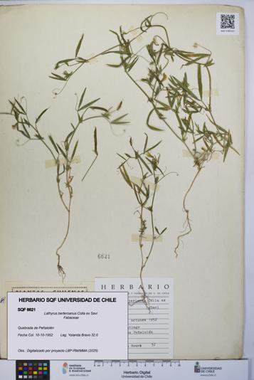 Lathyrus berteroanus [Espécimen: UCH:SQF:0006621]