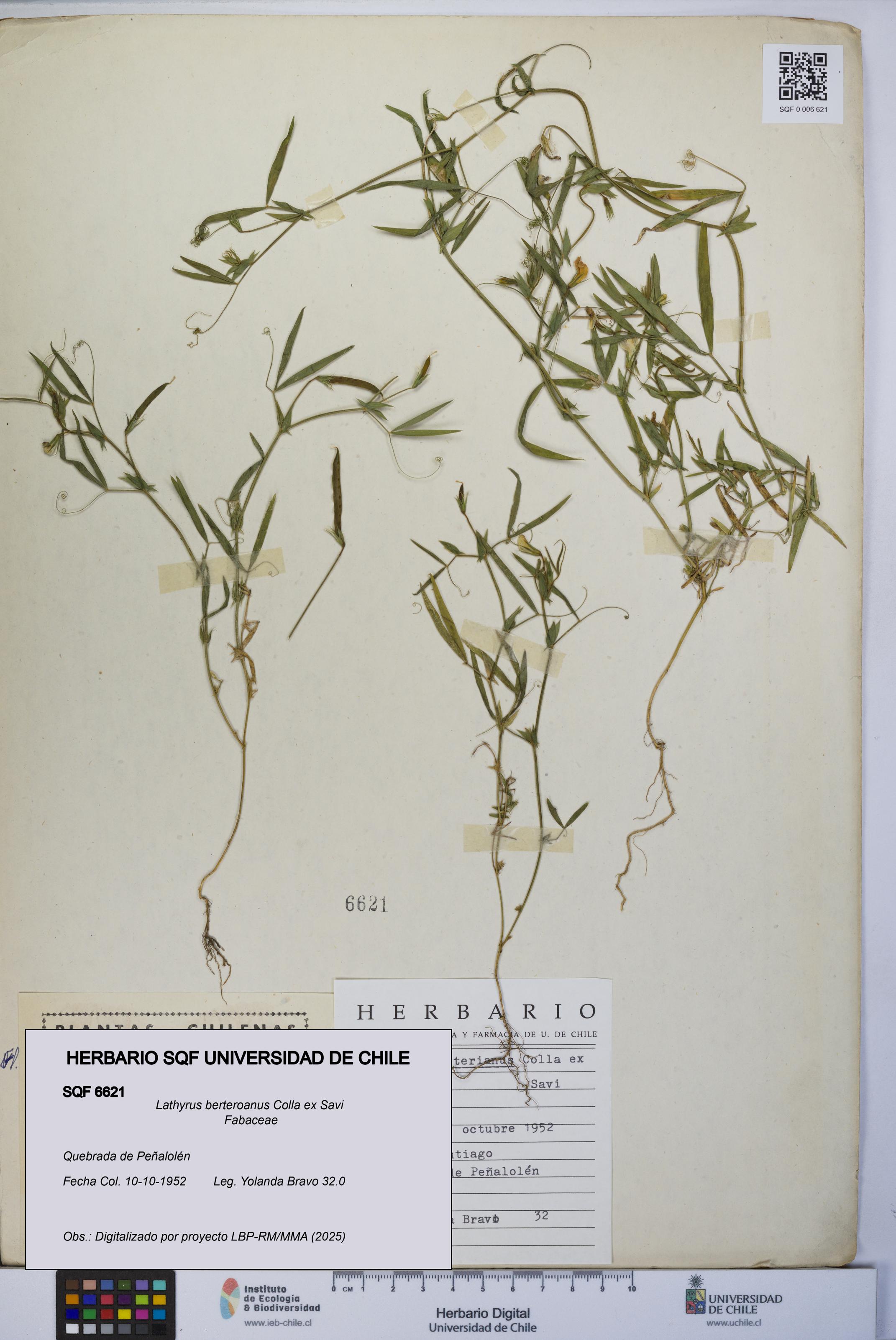 Lathyrus berteroanus [Espécimen: UCH:SQF:0006621]