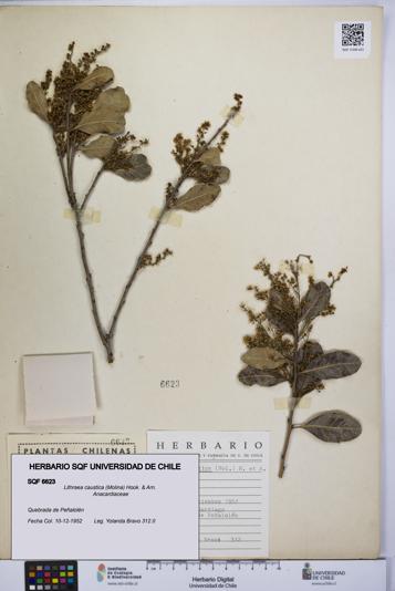 Lithraea caustica [Espécimen: UCH:SQF:0006623]