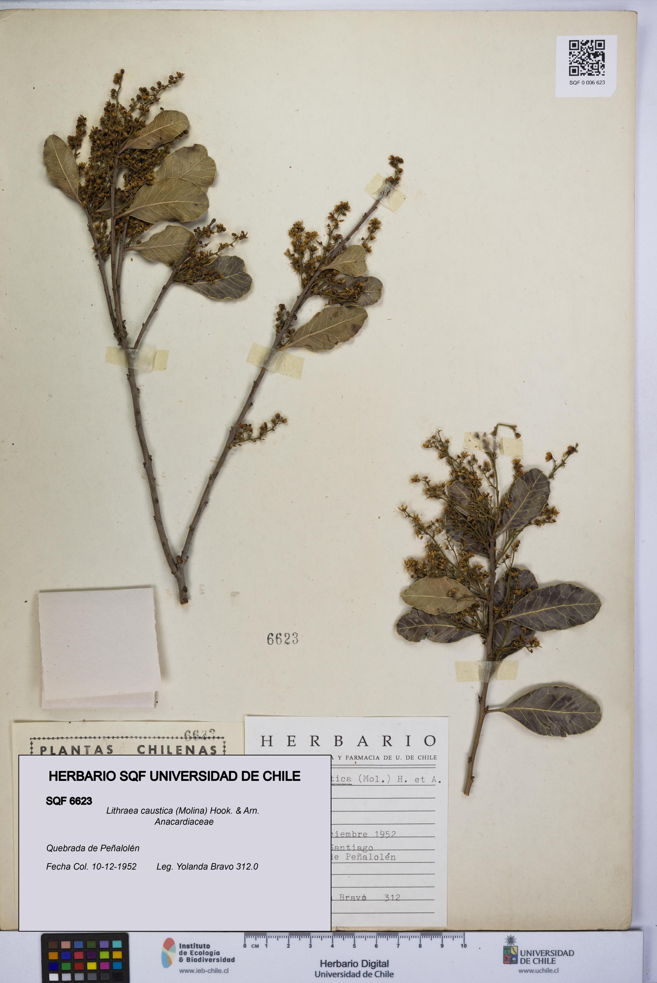 Lithraea caustica [Espécimen: UCH:SQF:0006623]