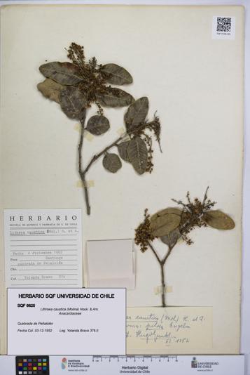 Lithraea caustica [Espécimen: UCH:SQF:0006625]