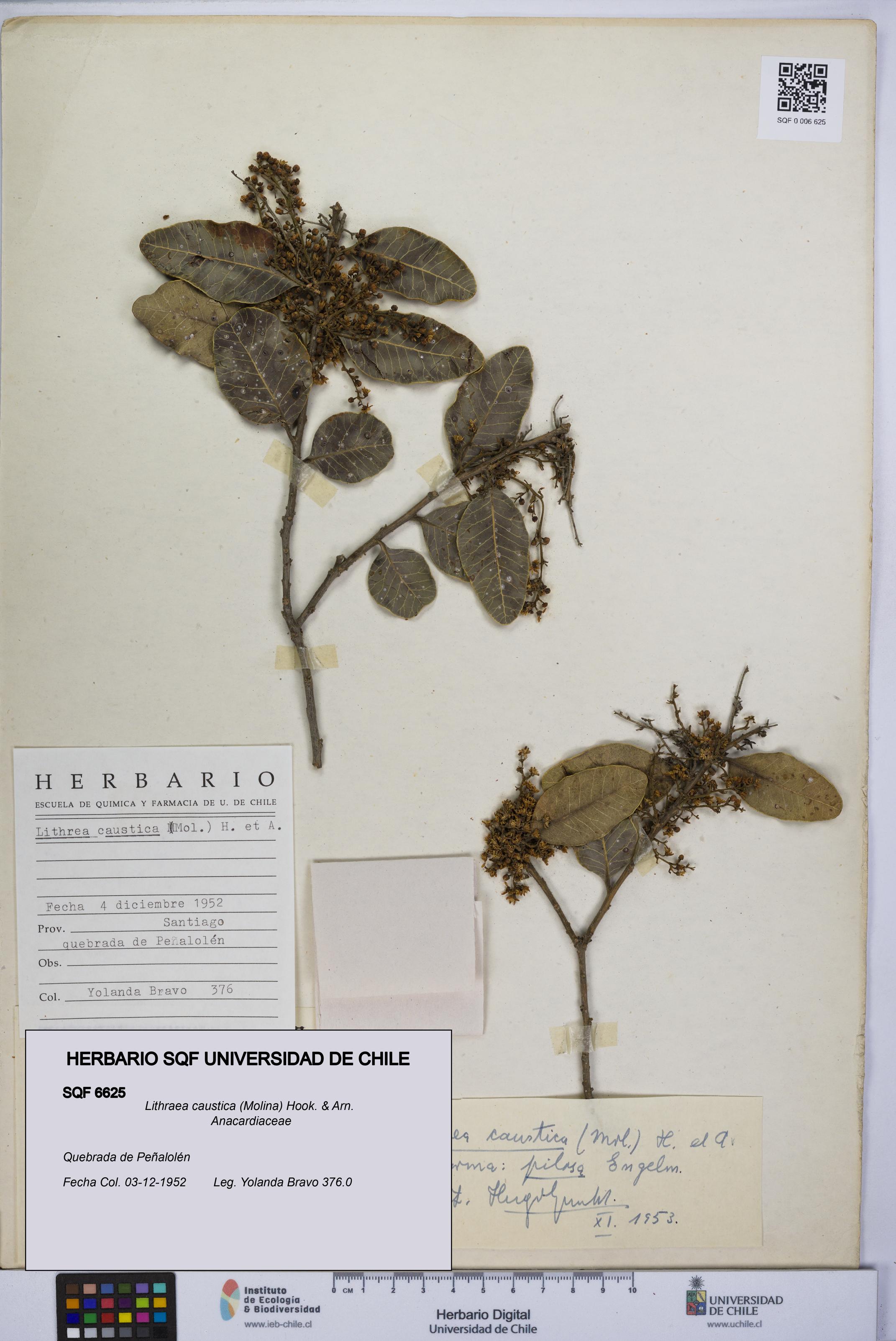 Lithraea caustica [Espécimen: UCH:SQF:0006625]