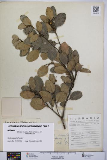 Lithraea caustica [Espécimen: UCH:SQF:0006626]