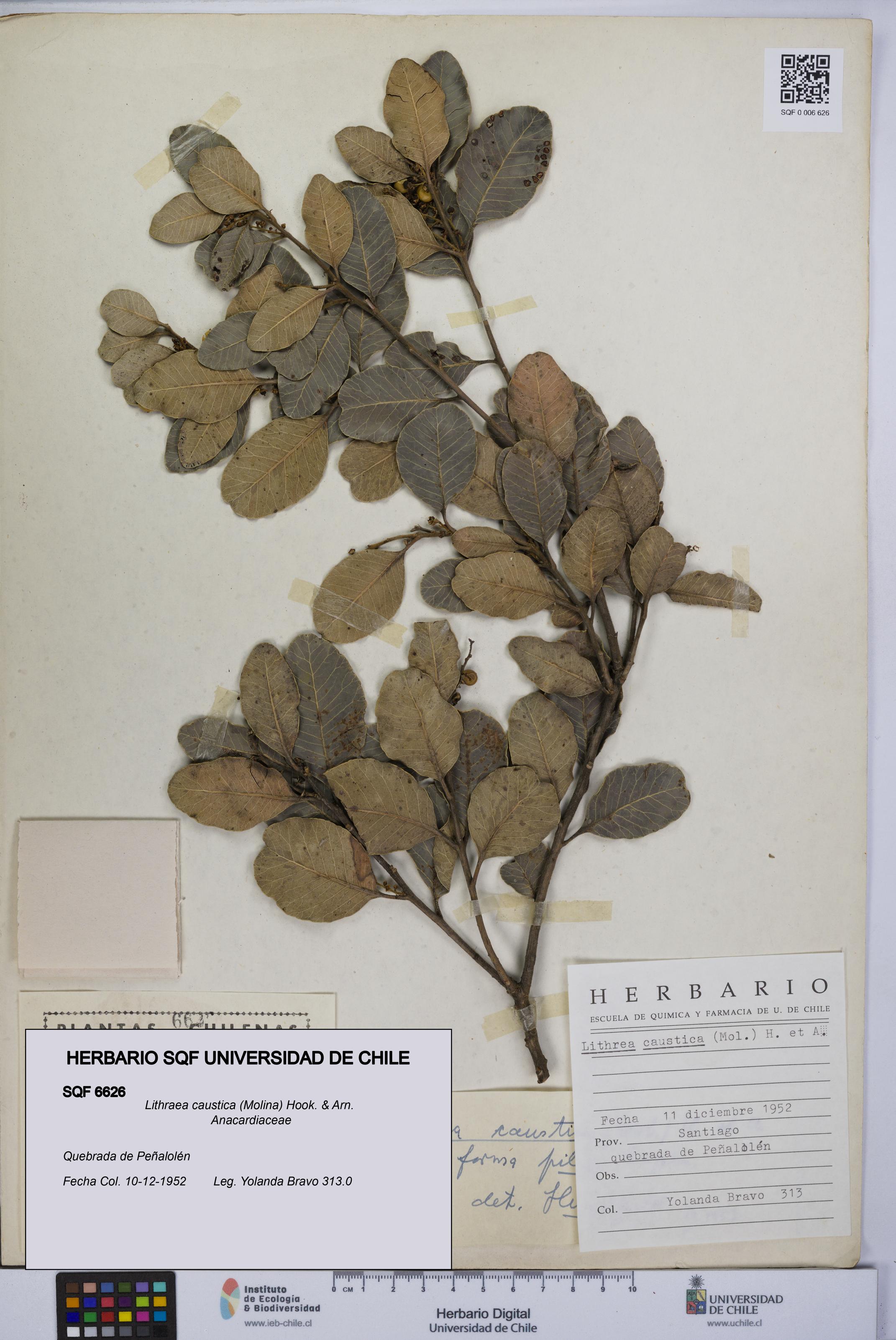 Lithraea caustica [Espécimen: UCH:SQF:0006626]