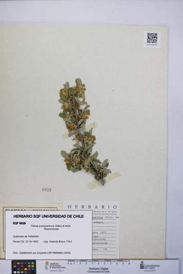 Trevoa quinquenervia [Espécimen: UCH:SQF:0006629]