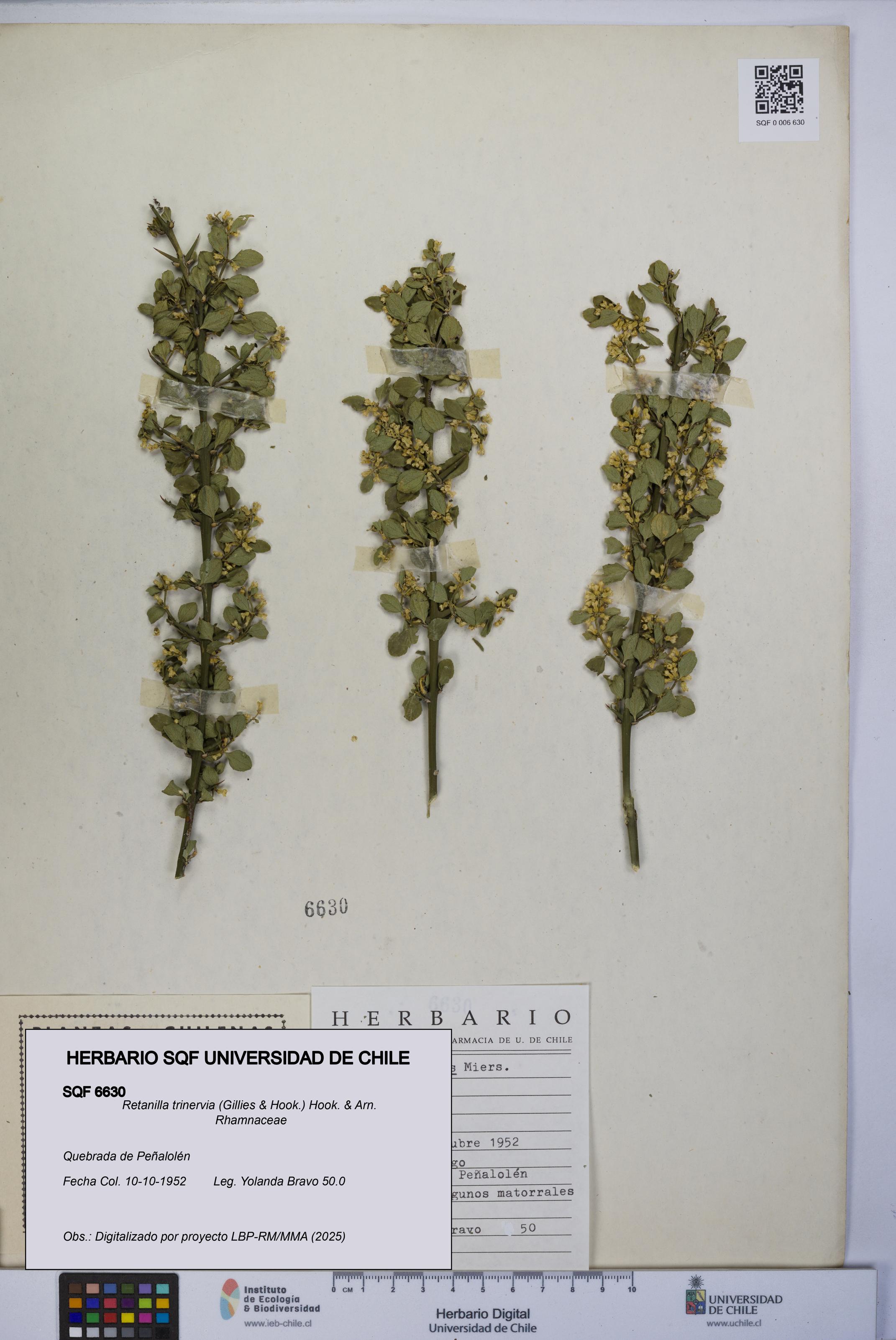 Retanilla trinervia [Espécimen: UCH:SQF:0006630]