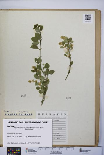 Retanilla trinervia [Espécimen: UCH:SQF:0006631]