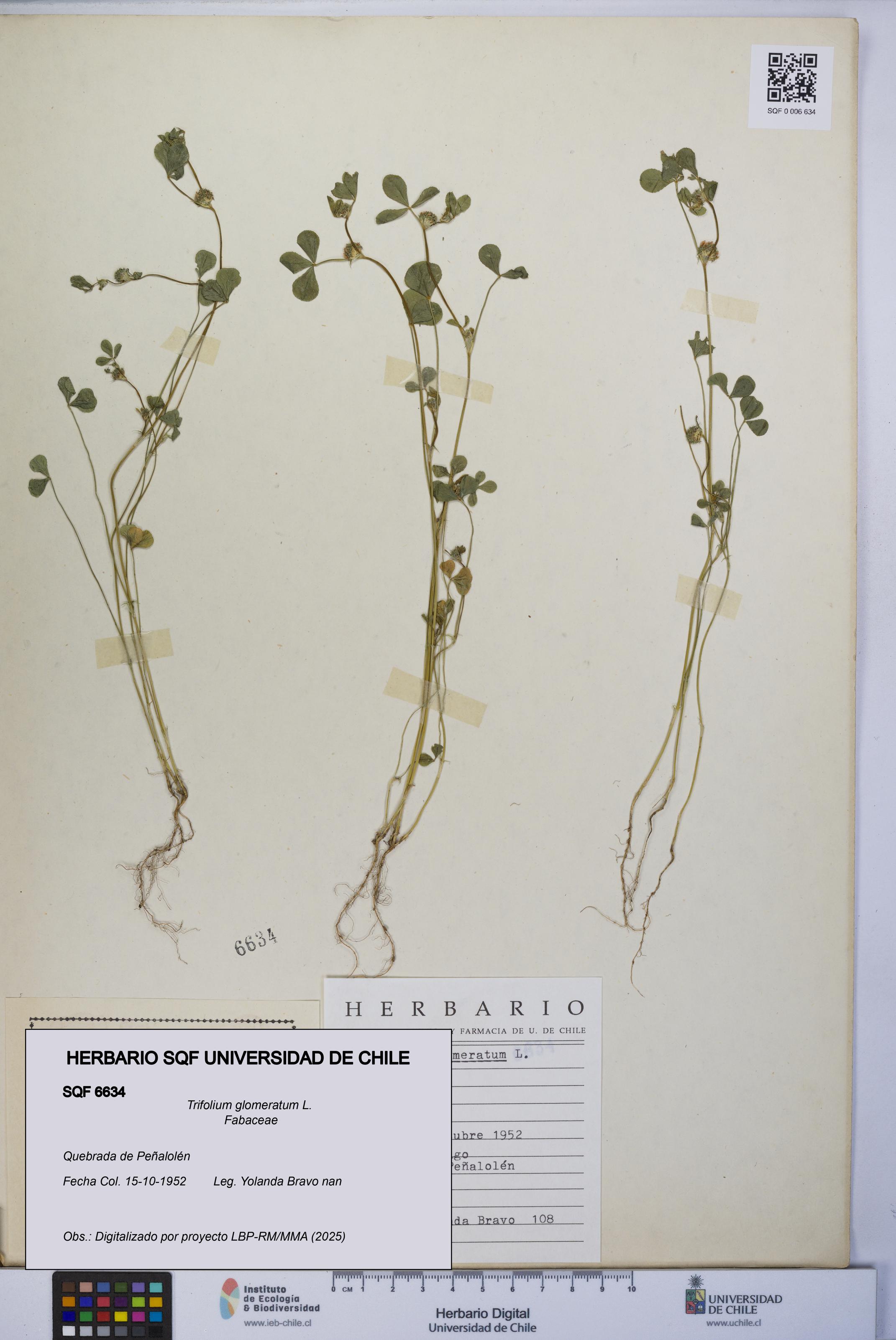 Trifolium glomeratum [Espécimen: UCH:SQF:0006634]