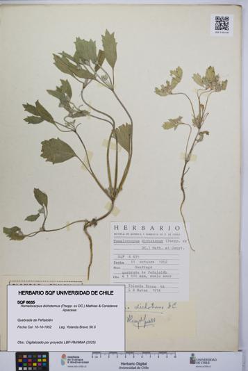 Homalocarpus dichotomus [Espécimen: UCH:SQF:0006635]