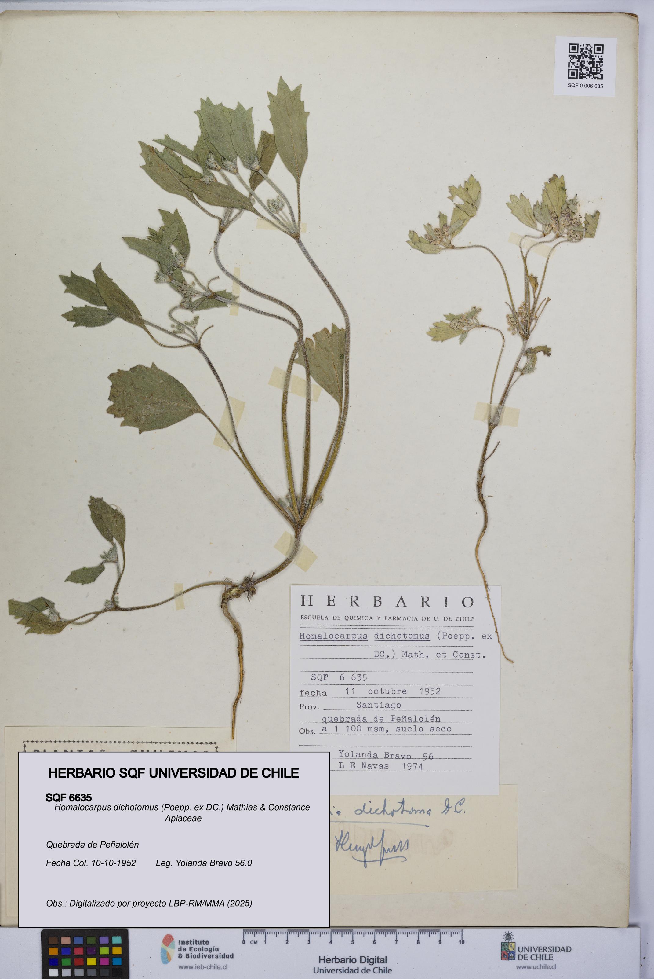Homalocarpus dichotomus [Espécimen: UCH:SQF:0006635]