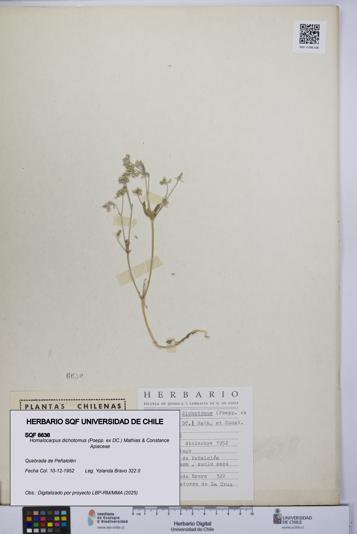 Homalocarpus dichotomus [Espécimen: UCH:SQF:0006636]