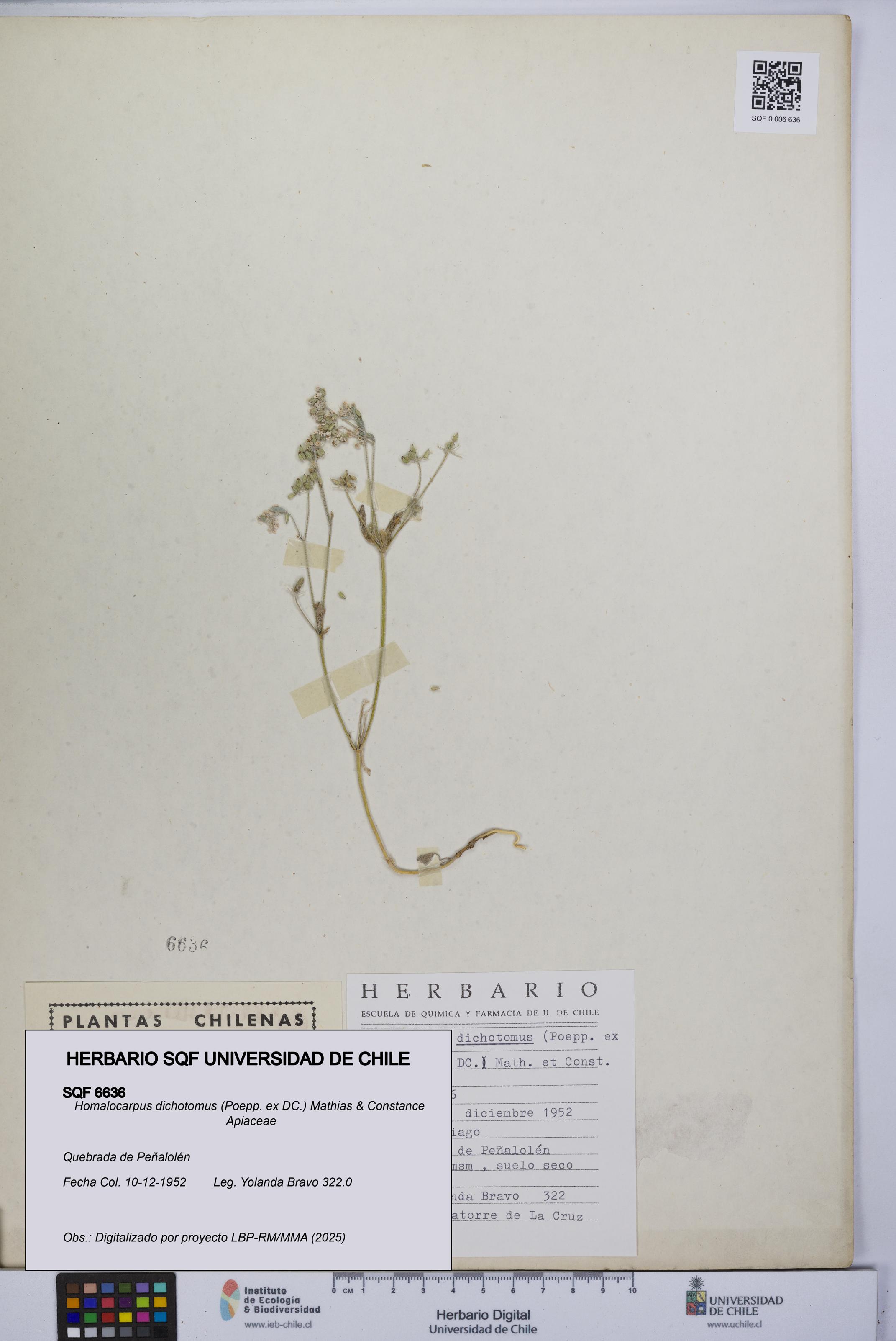 Homalocarpus dichotomus [Espécimen: UCH:SQF:0006636]