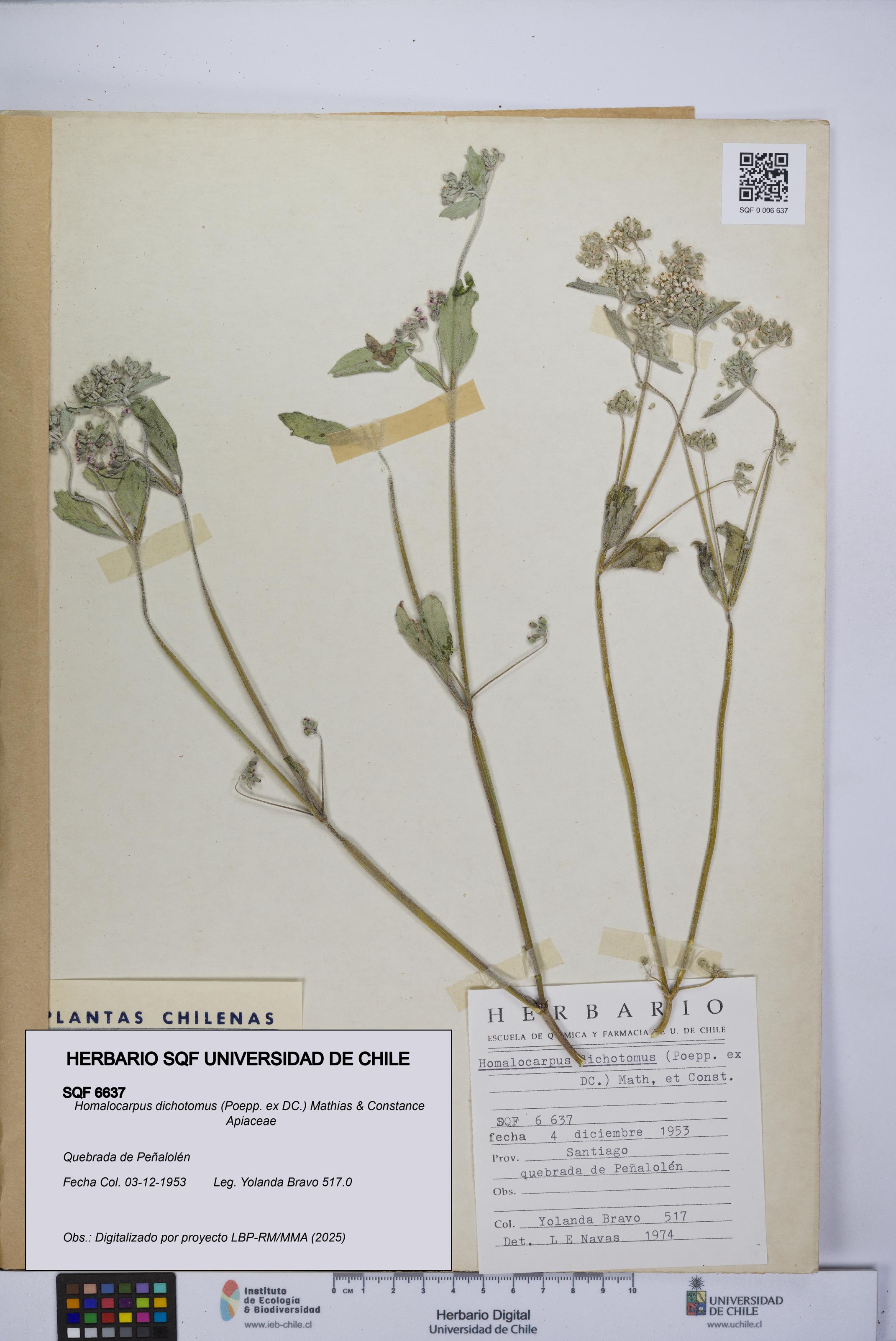 Homalocarpus dichotomus [Espécimen: UCH:SQF:0006637]