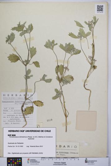 Homalocarpus dichotomus [Espécimen: UCH:SQF:0006638]