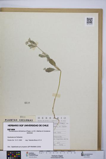 Homalocarpus dichotomus [Espécimen: UCH:SQF:0006639]