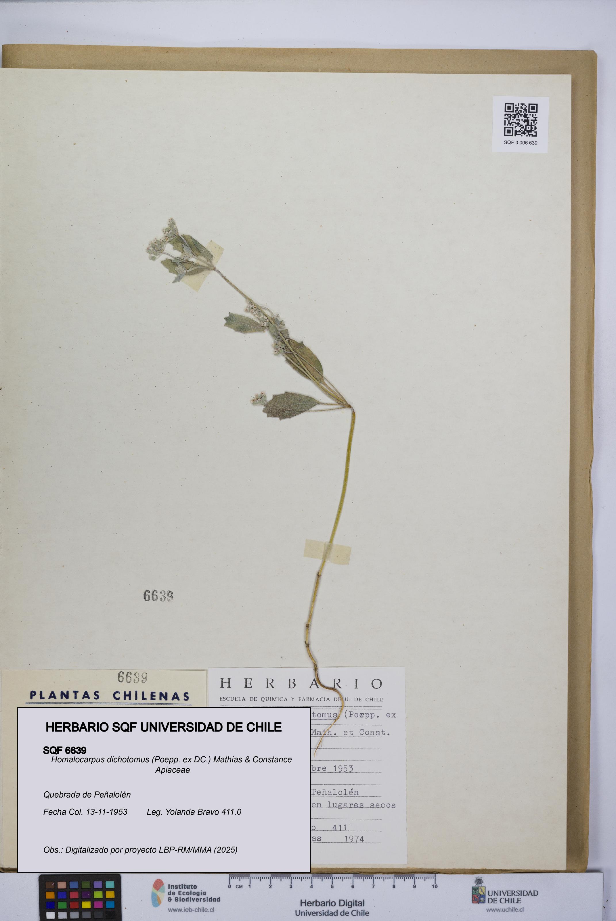 Homalocarpus dichotomus [Espécimen: UCH:SQF:0006639]