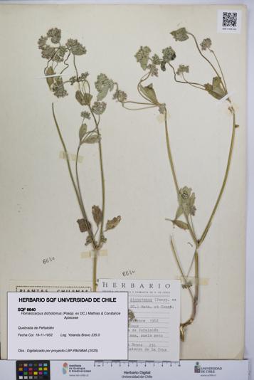 Homalocarpus dichotomus [Espécimen: UCH:SQF:0006640]