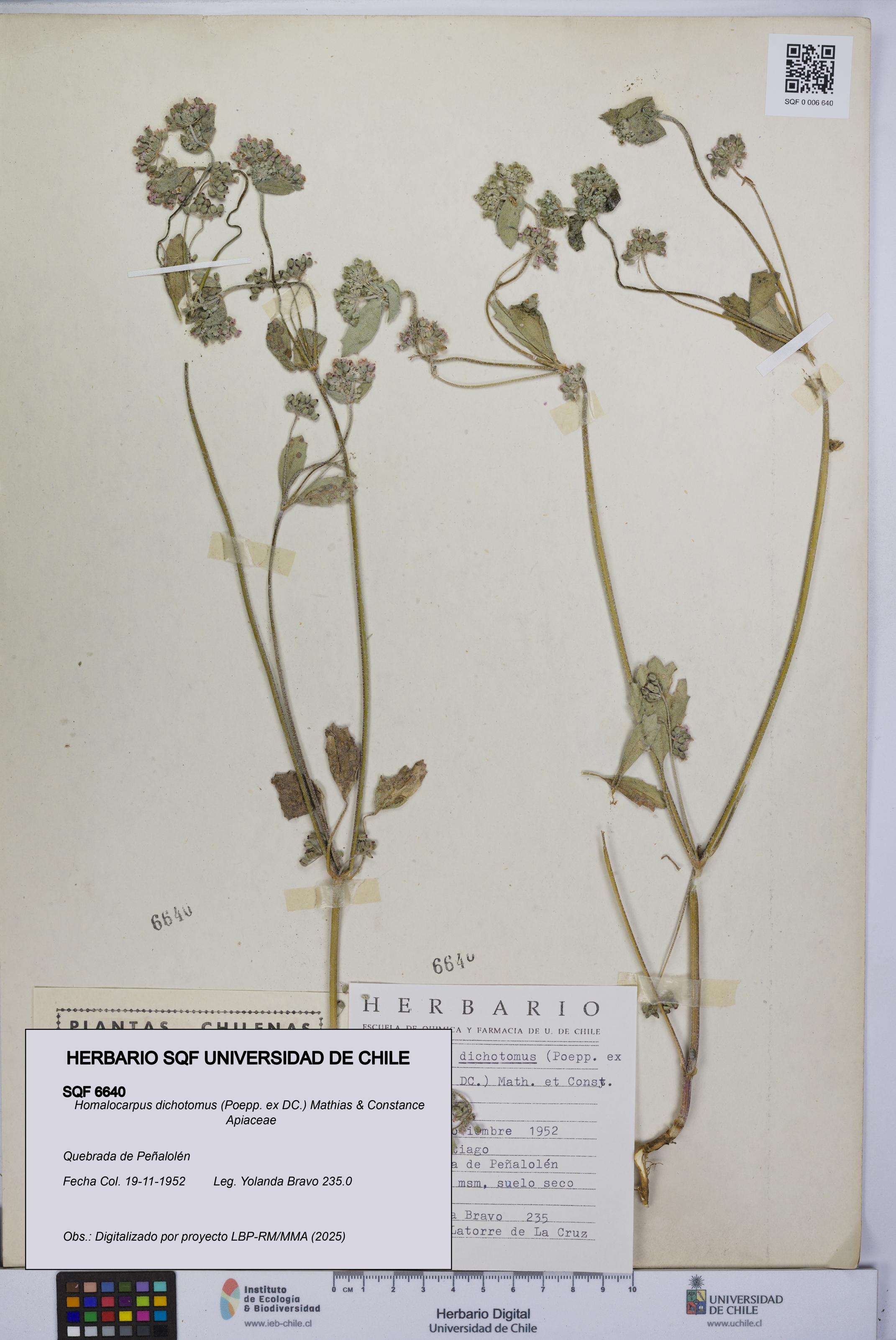 Homalocarpus dichotomus [Espécimen: UCH:SQF:0006640]