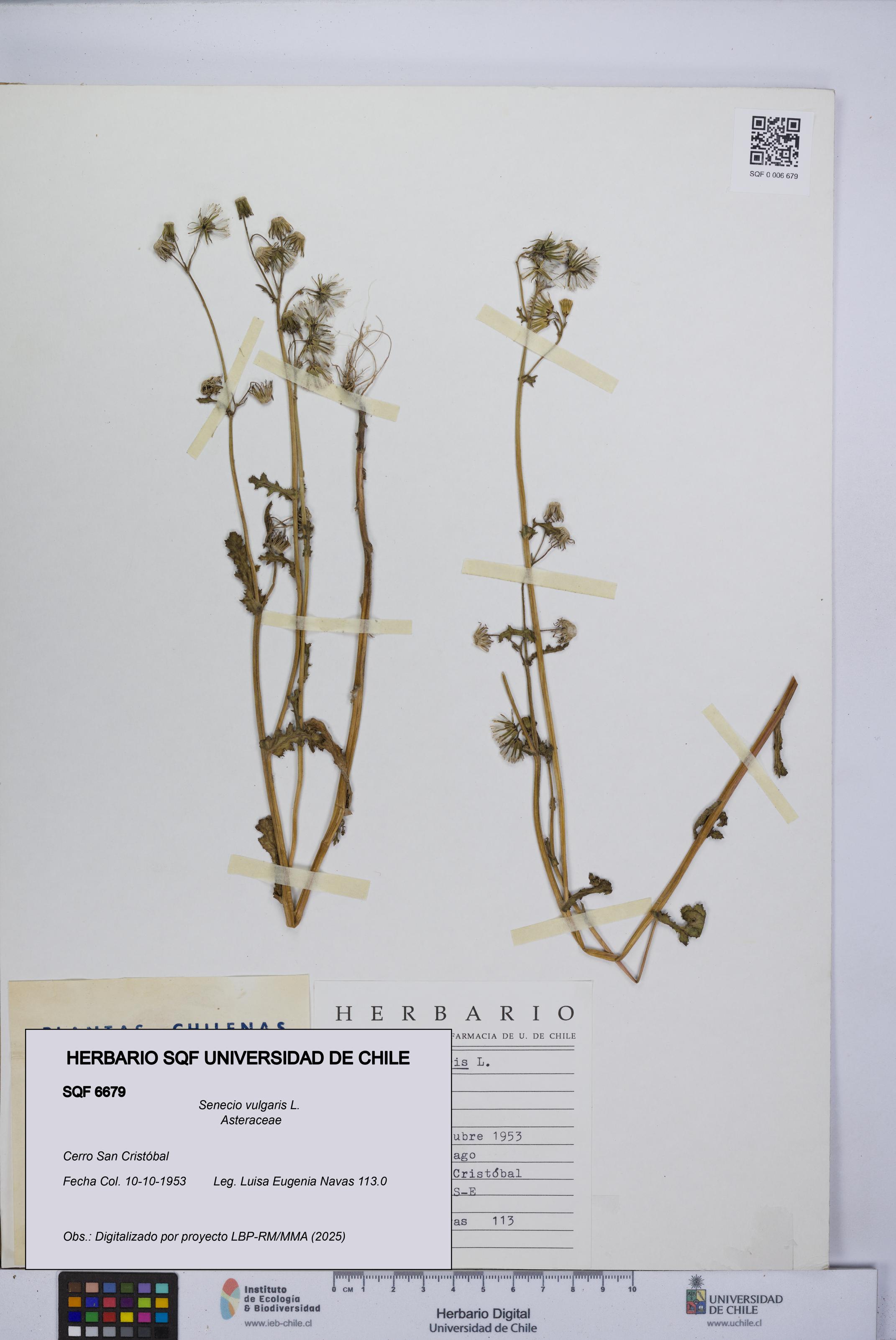 Senecio vulgaris [Espécimen: UCH:SQF:0006679]