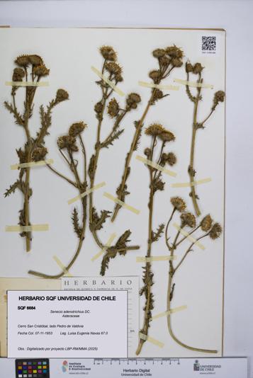 Senecio adenotrichius [Espécimen: UCH:SQF:0006684]