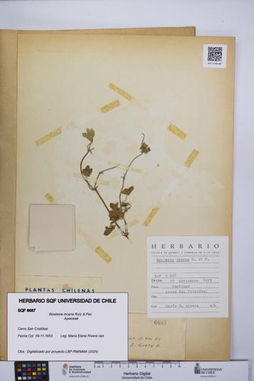 Bowlesia incana [Espécimen: UCH:SQF:0006687]