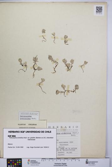 Psilocarphus tenellus var. globifer [Espécimen: ]
