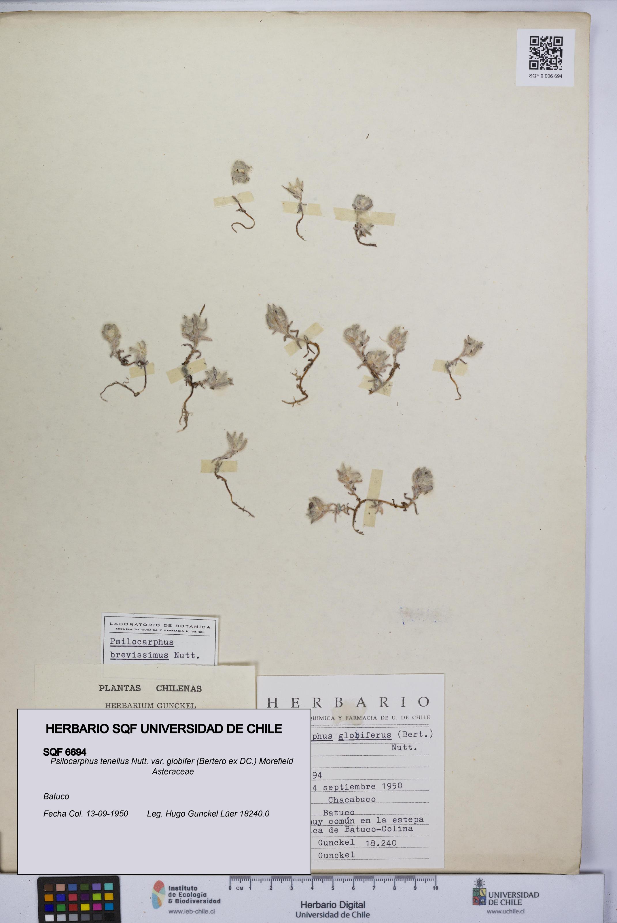 Psilocarphus tenellus var. globifer [Espécimen: ]