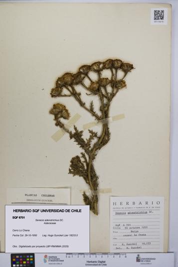 Senecio adenotrichius [Espécimen: UCH:SQF:0006701]