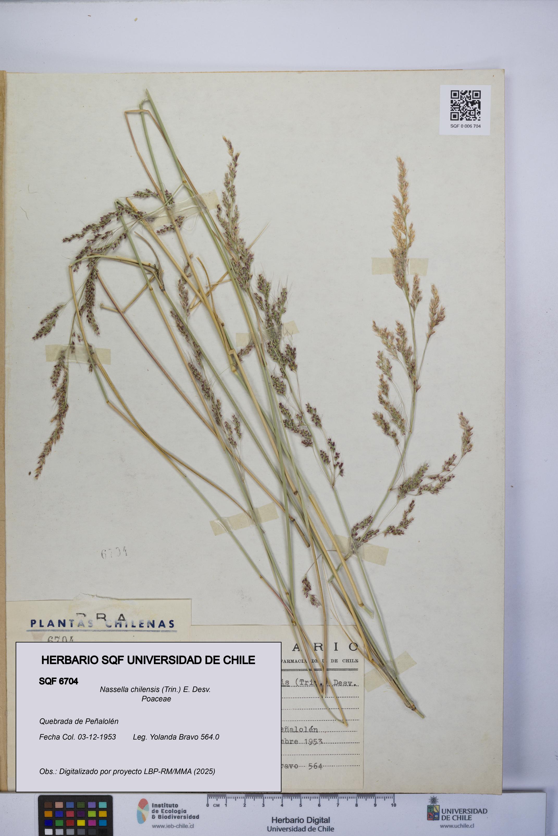 Nassella chilensis [Espécimen: UCH:SQF:0006704]