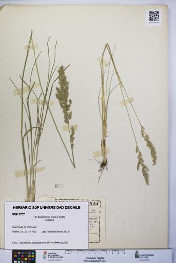 Poa bonariensis [Espécimen: UCH:SQF:0006707]