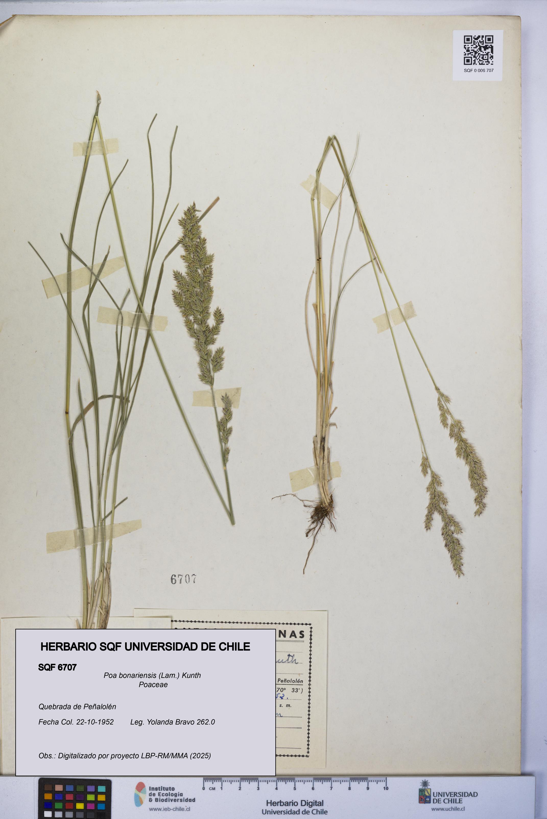 Poa bonariensis [Espécimen: UCH:SQF:0006707]