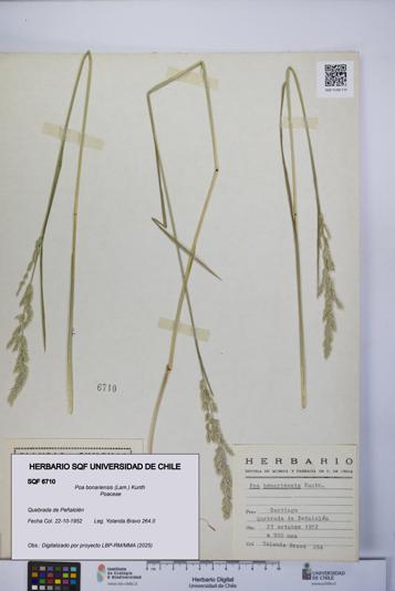 Poa bonariensis [Espécimen: UCH:SQF:0006710]