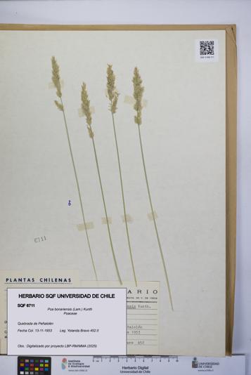 Poa bonariensis [Espécimen: UCH:SQF:0006711]