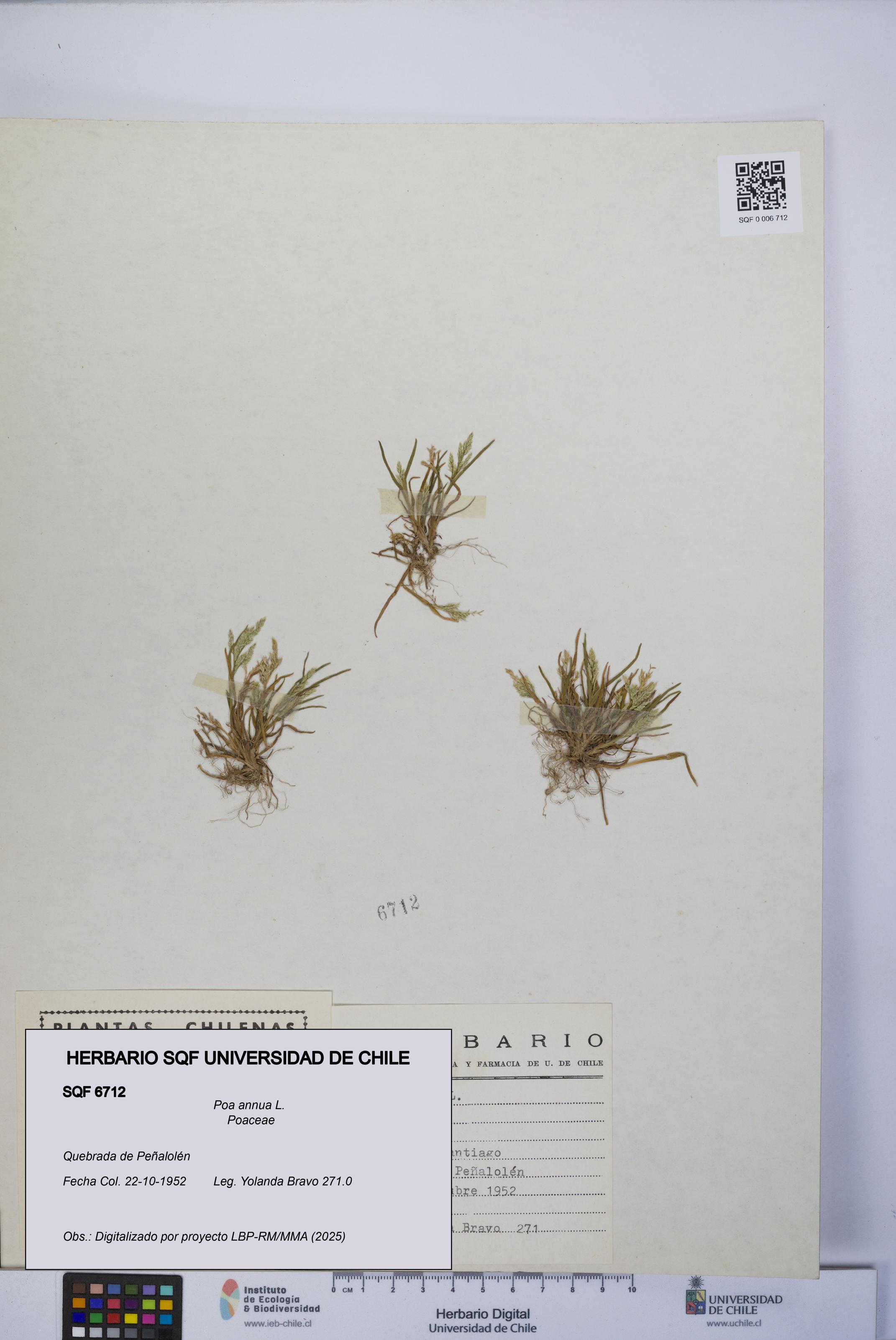 Poa annua [Espécimen: UCH:SQF:0006712]