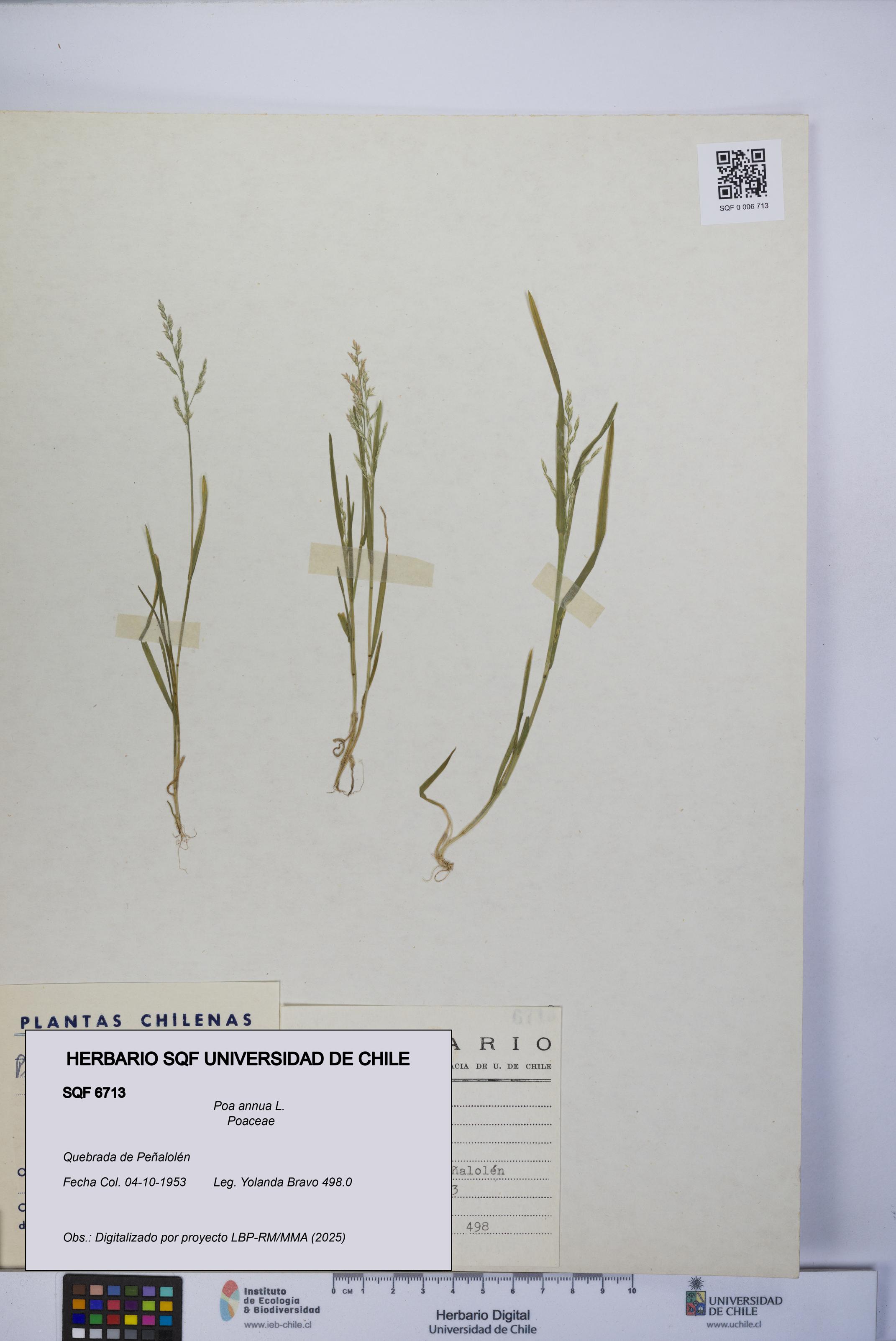 Poa annua [Espécimen: UCH:SQF:0006713]