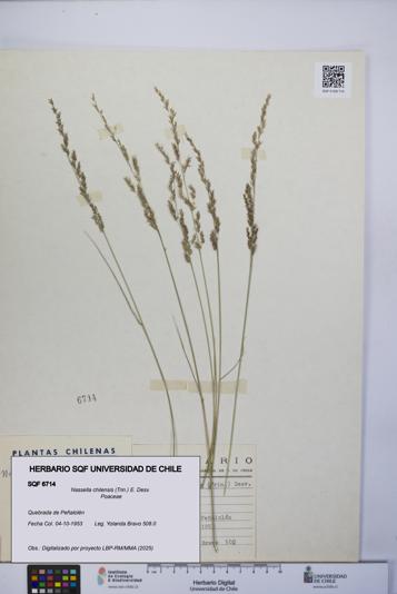 Nassella chilensis [Espécimen: UCH:SQF:0006714]