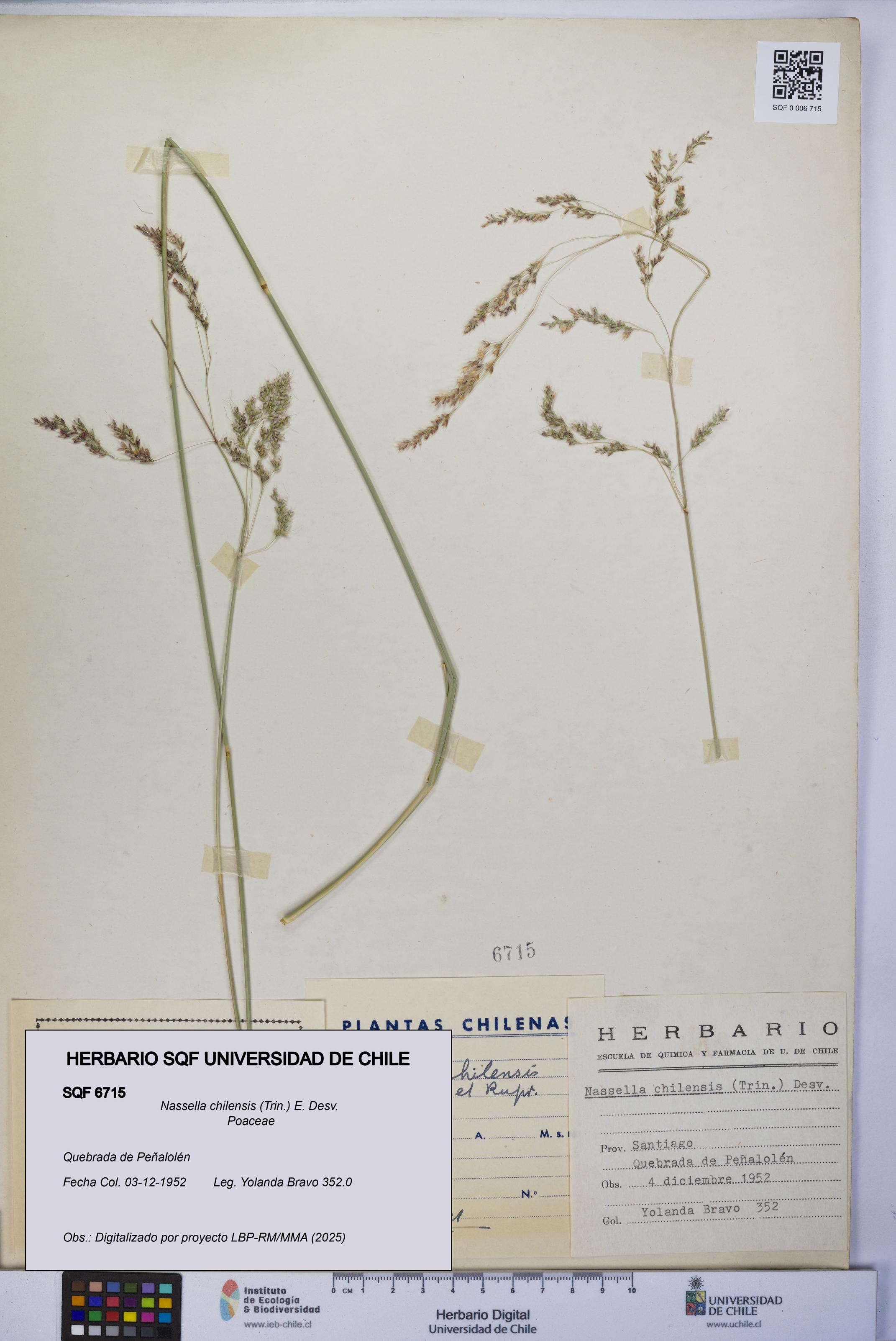 Nassella chilensis [Espécimen: UCH:SQF:0006715]