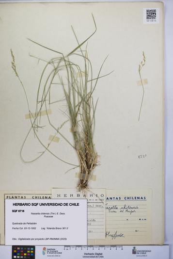 Nassella chilensis [Espécimen: UCH:SQF:0006716]