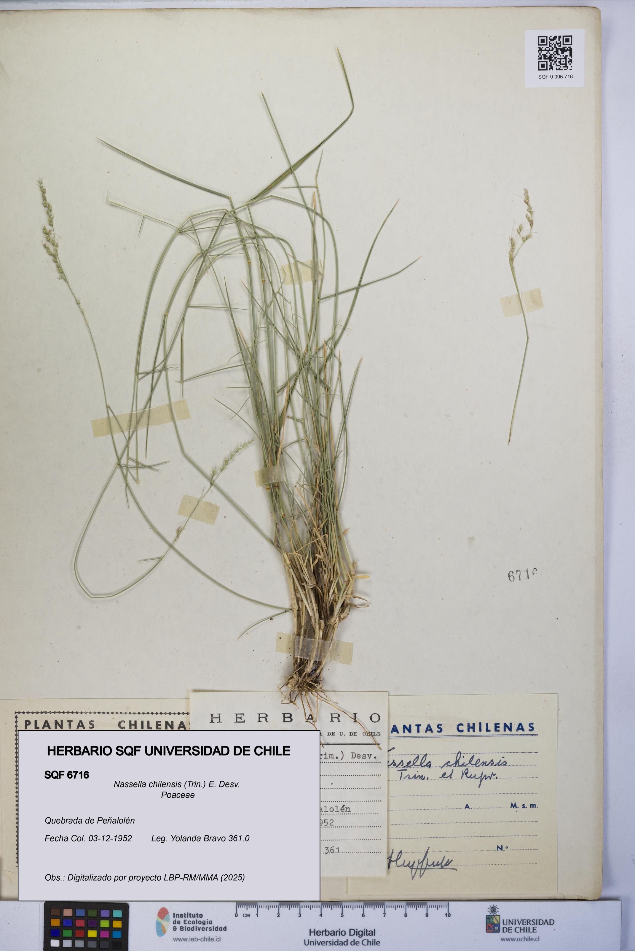 Nassella chilensis [Espécimen: UCH:SQF:0006716]