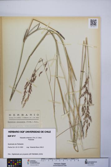 Nassella chilensis [Espécimen: UCH:SQF:0006717]