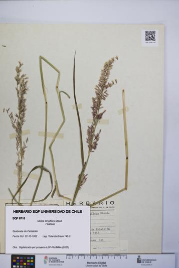 Melica longiflora [Espécimen: UCH:SQF:0006718]