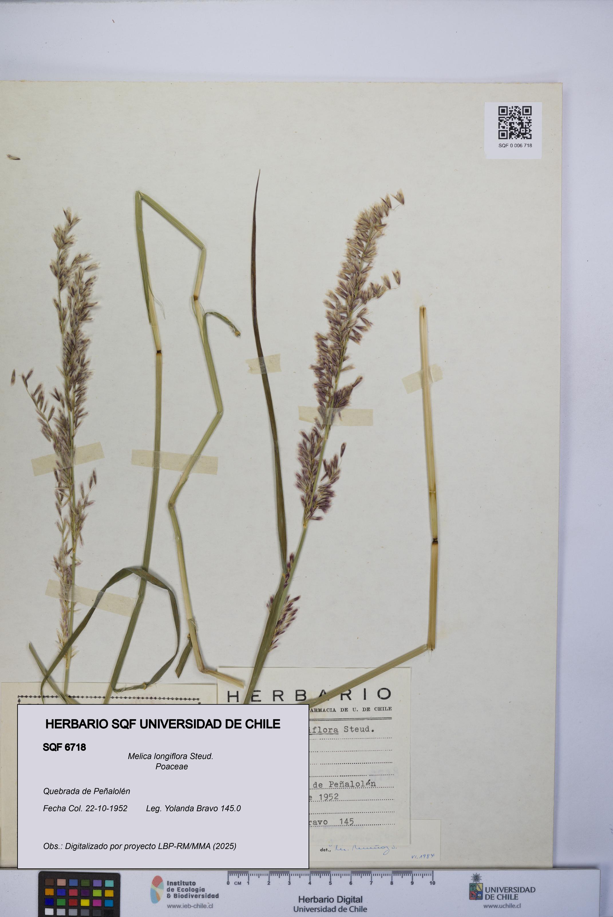 Melica longiflora [Espécimen: UCH:SQF:0006718]