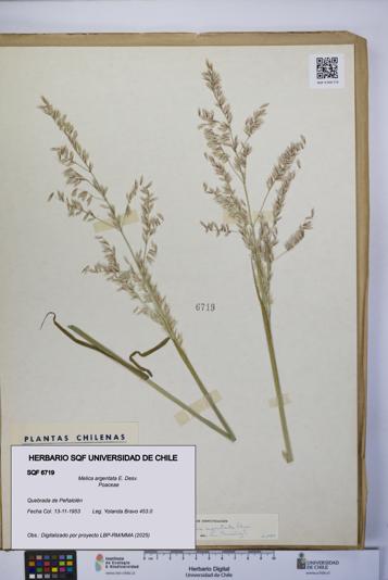 Melica argentata [Espécimen: UCH:SQF:0006719]
