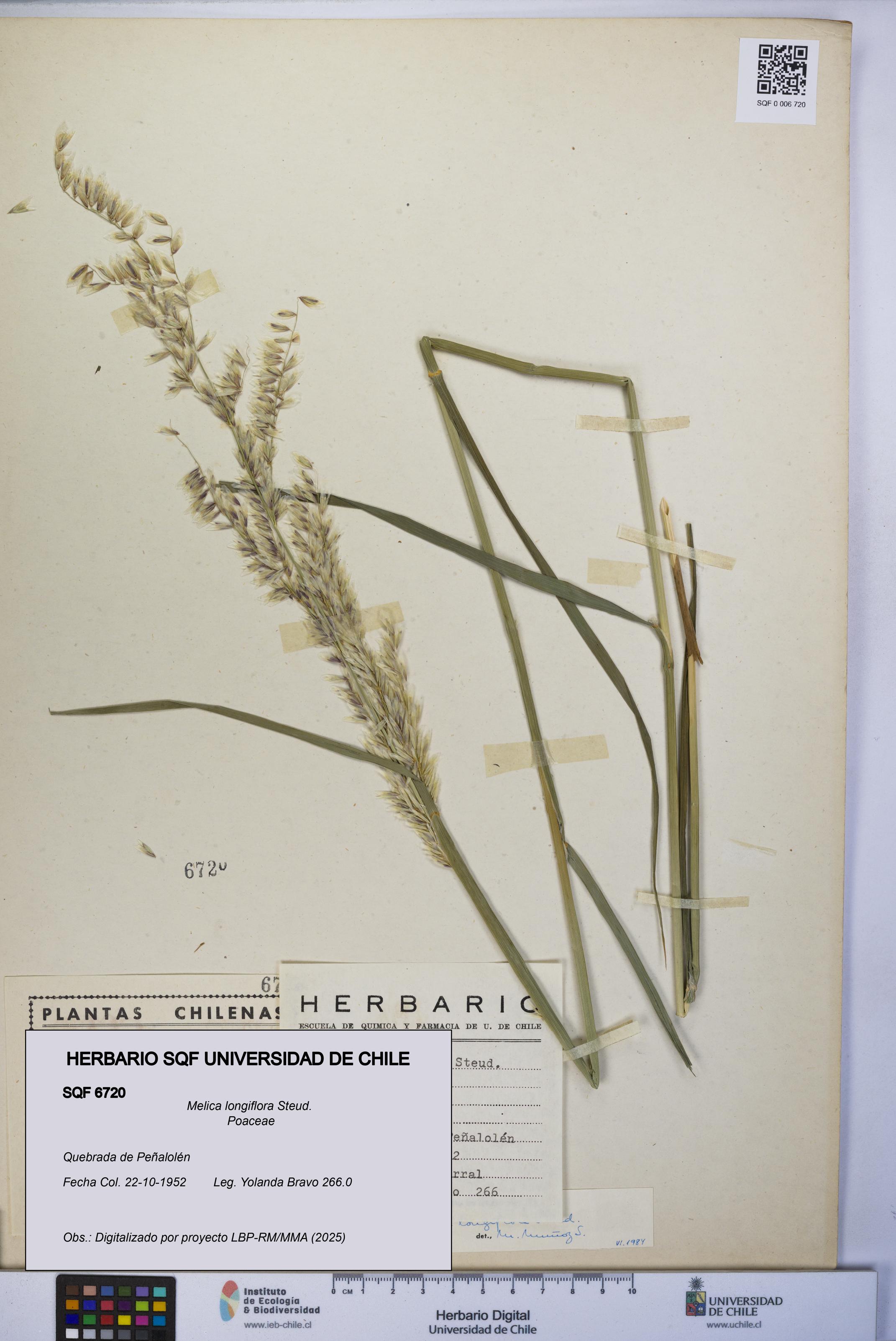Melica longiflora [Espécimen: UCH:SQF:0006720]
