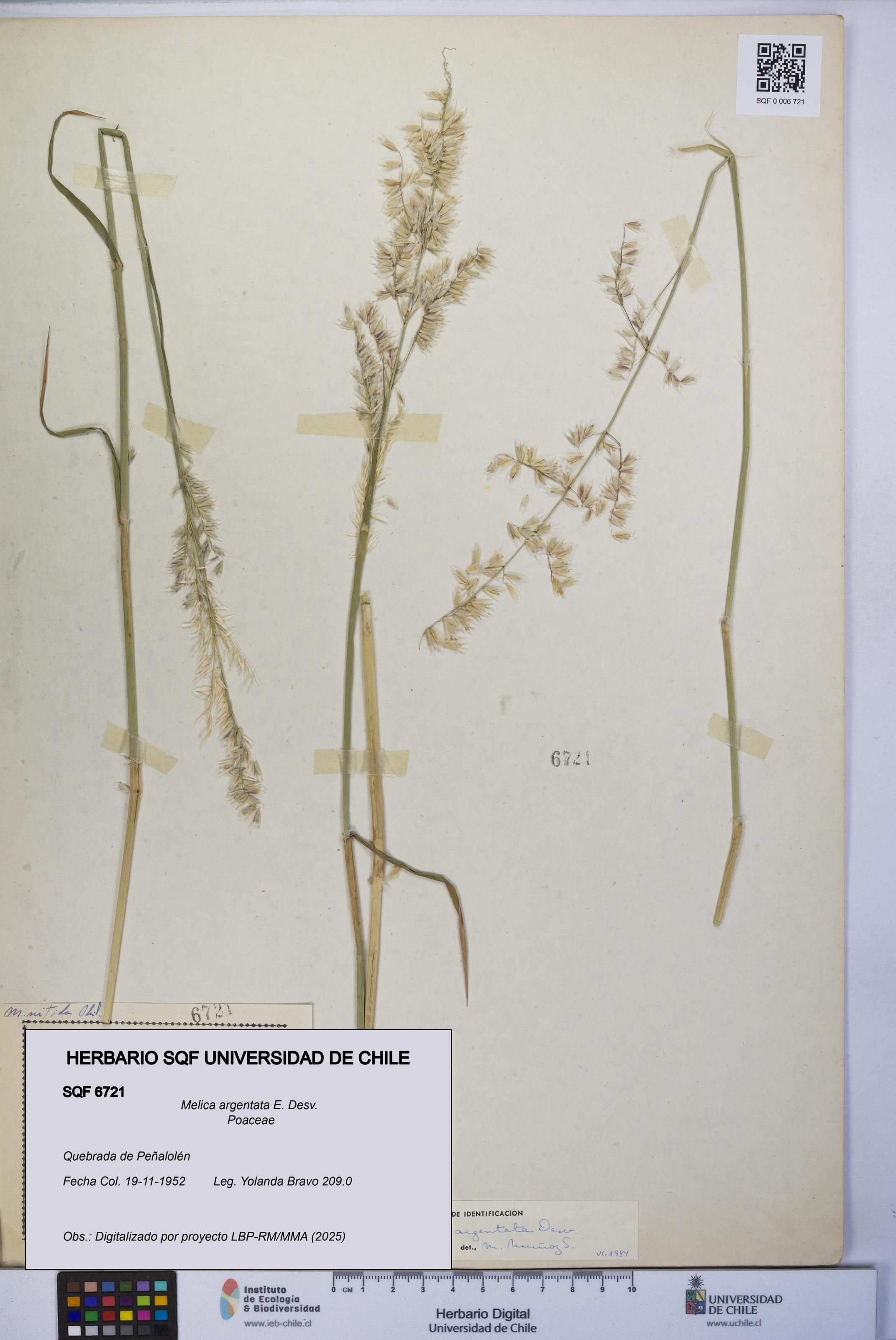 Melica argentata [Espécimen: UCH:SQF:0006721]