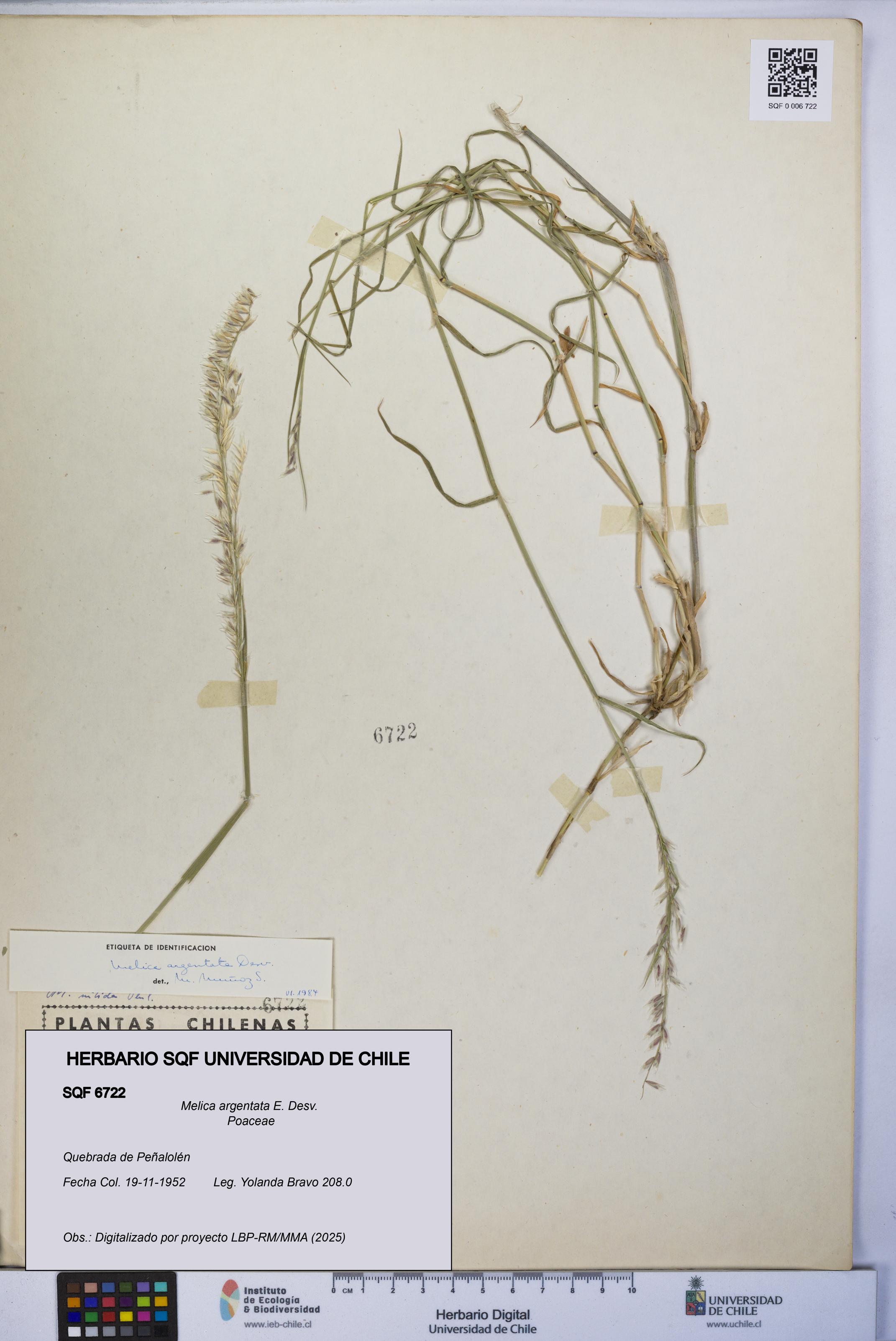 Melica argentata [Espécimen: UCH:SQF:0006722]