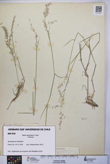 Melica argentata [Espécimen: UCH:SQF:0006723]